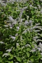 Leaves and flowers of the true peppermint, Mentha piperita, in summer, Bavaria, Germany, Europe Royalty Free Stock Photo